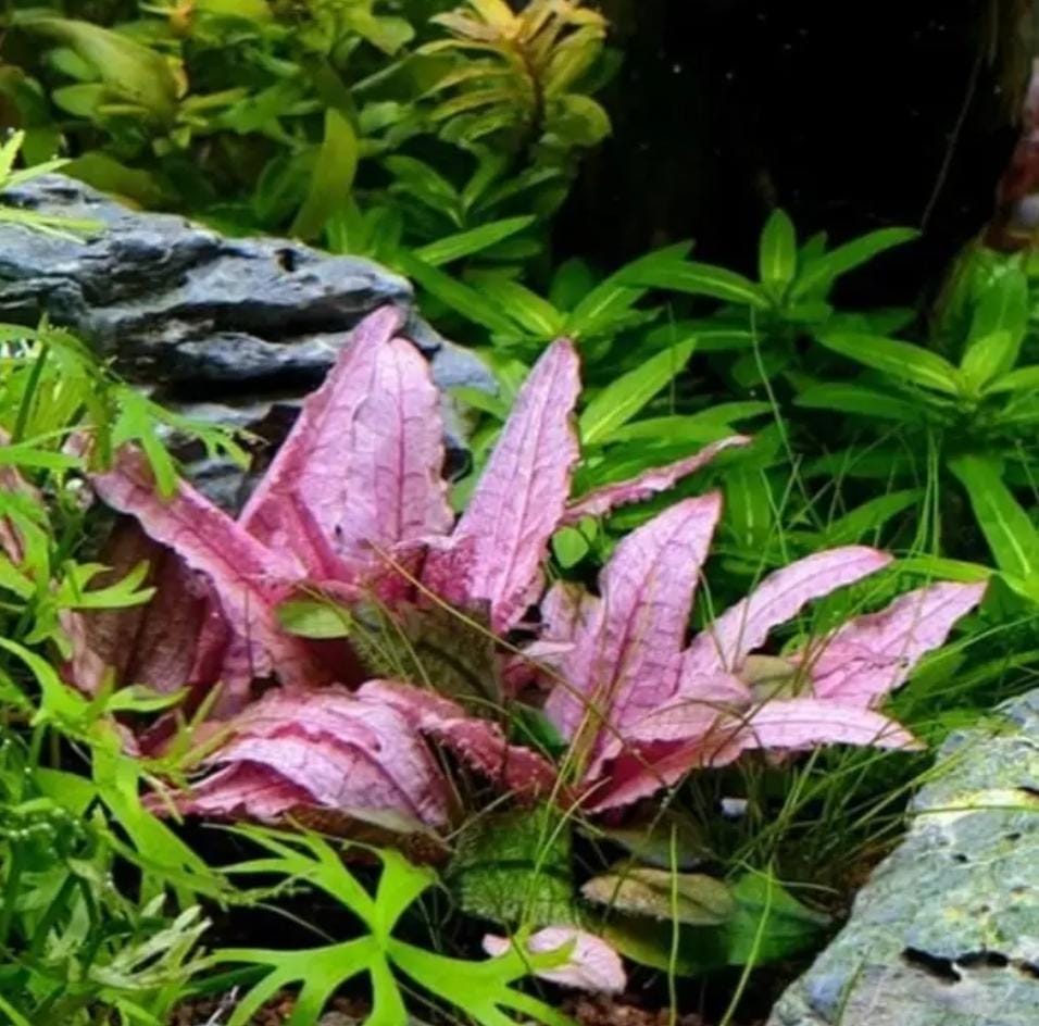 Growow Cryptocoryne wendtii 'Pink'