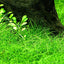 Growow Eleocharis Parvula