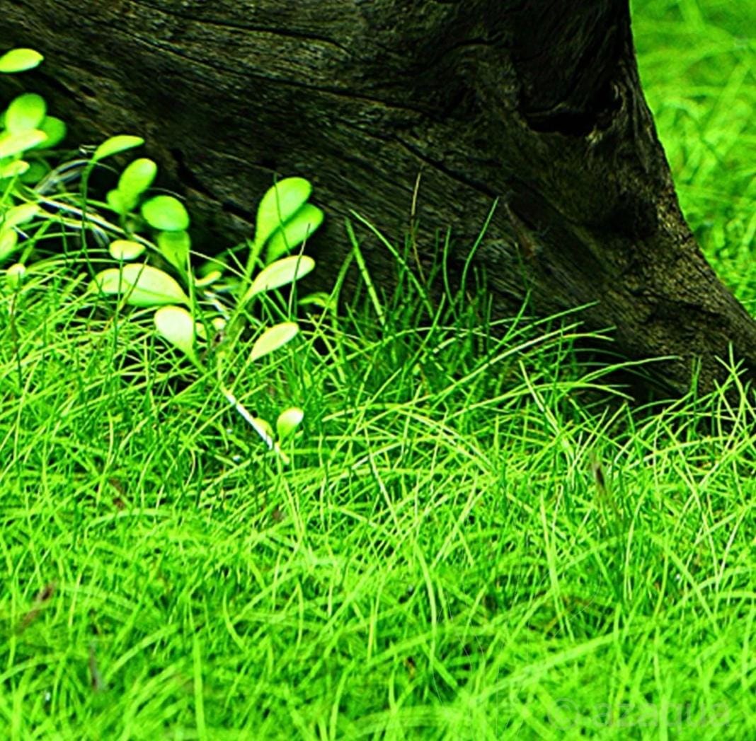 Growow Eleocharis Parvula