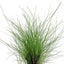 Growow Eleocharis Parvula