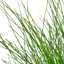 Growow Eleocharis Parvula
