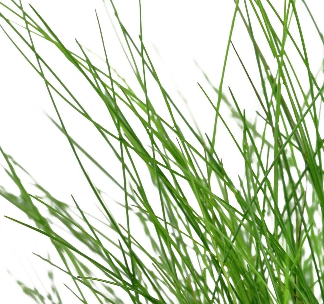 Growow Eleocharis Parvula