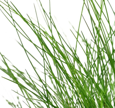 Growow Eleocharis Parvula