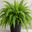 Boston Fern Plant (Terrarium)