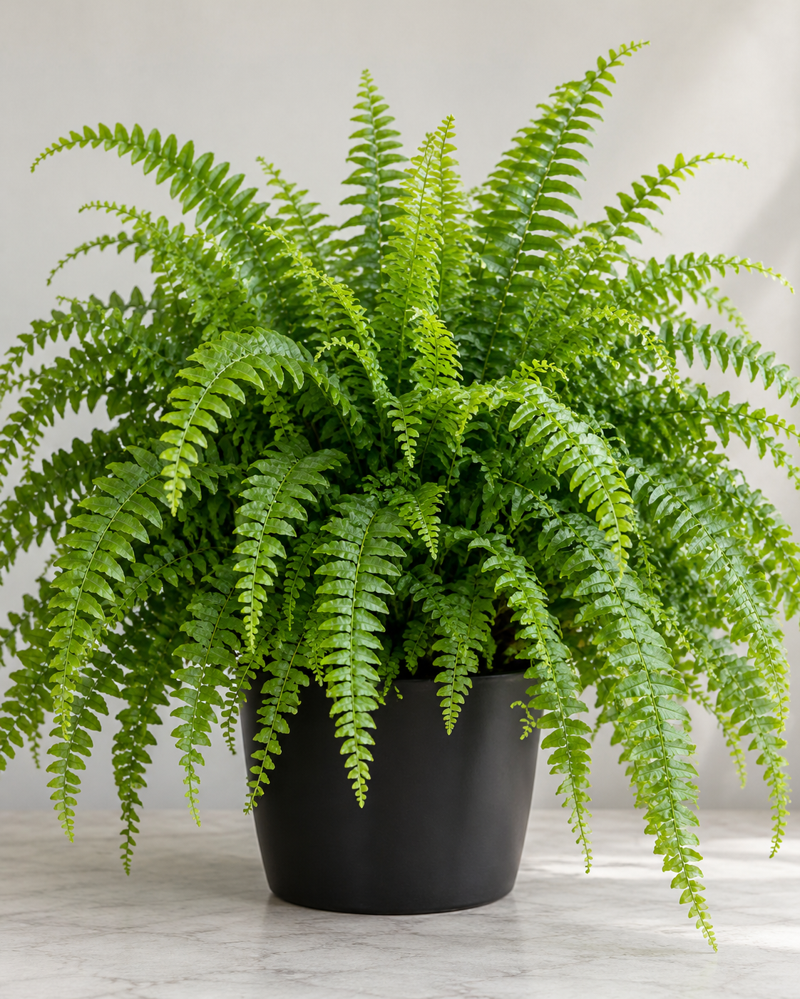 Boston Fern Plant (Terrarium)