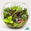 Enchanted Forest Glass 16-inch Glass Bowl Terrarium(Ready Made)