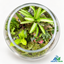 Enchanted Forest Glass 16-inch Glass Bowl Terrarium(Ready Made)