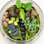 Emerald Trail – 10-Inch Tropical Glass Terrarium(Ready Made)