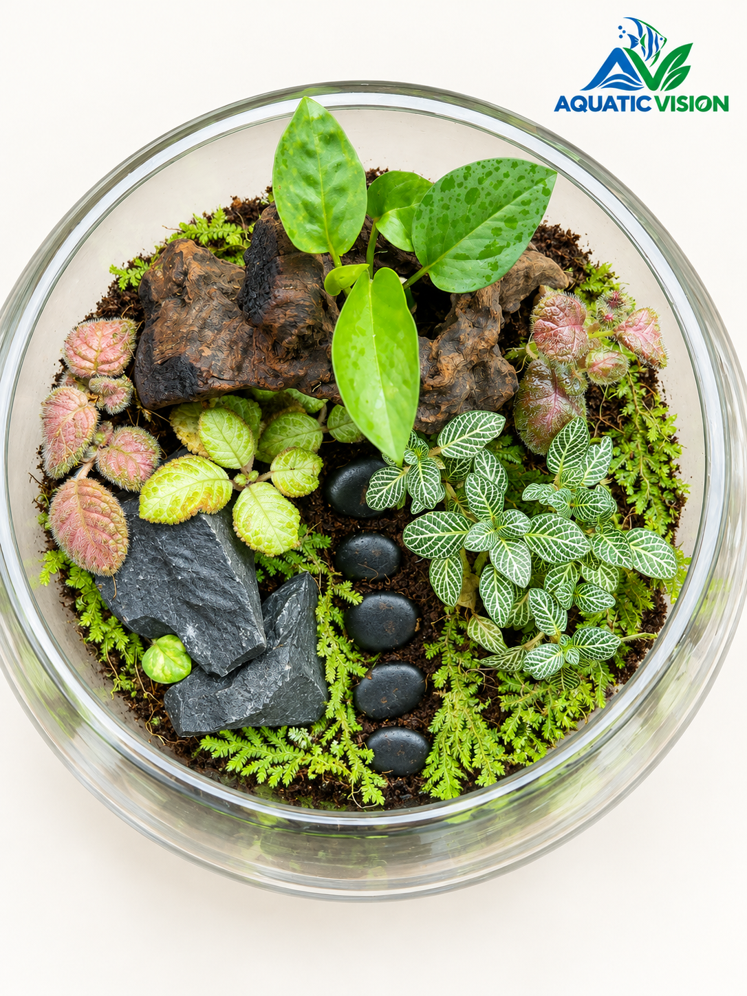 Emerald Trail – 10-Inch Tropical Glass Terrarium(Ready Made)
