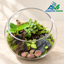 Emerald Trail – 10-Inch Tropical Glass Terrarium(Ready Made)