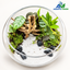 Moonlit Grove – 10-Inch Glass Terrarium