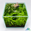 Emerald Canopy – Mini Planted Aquascape (15 × 15 × 20 cm)