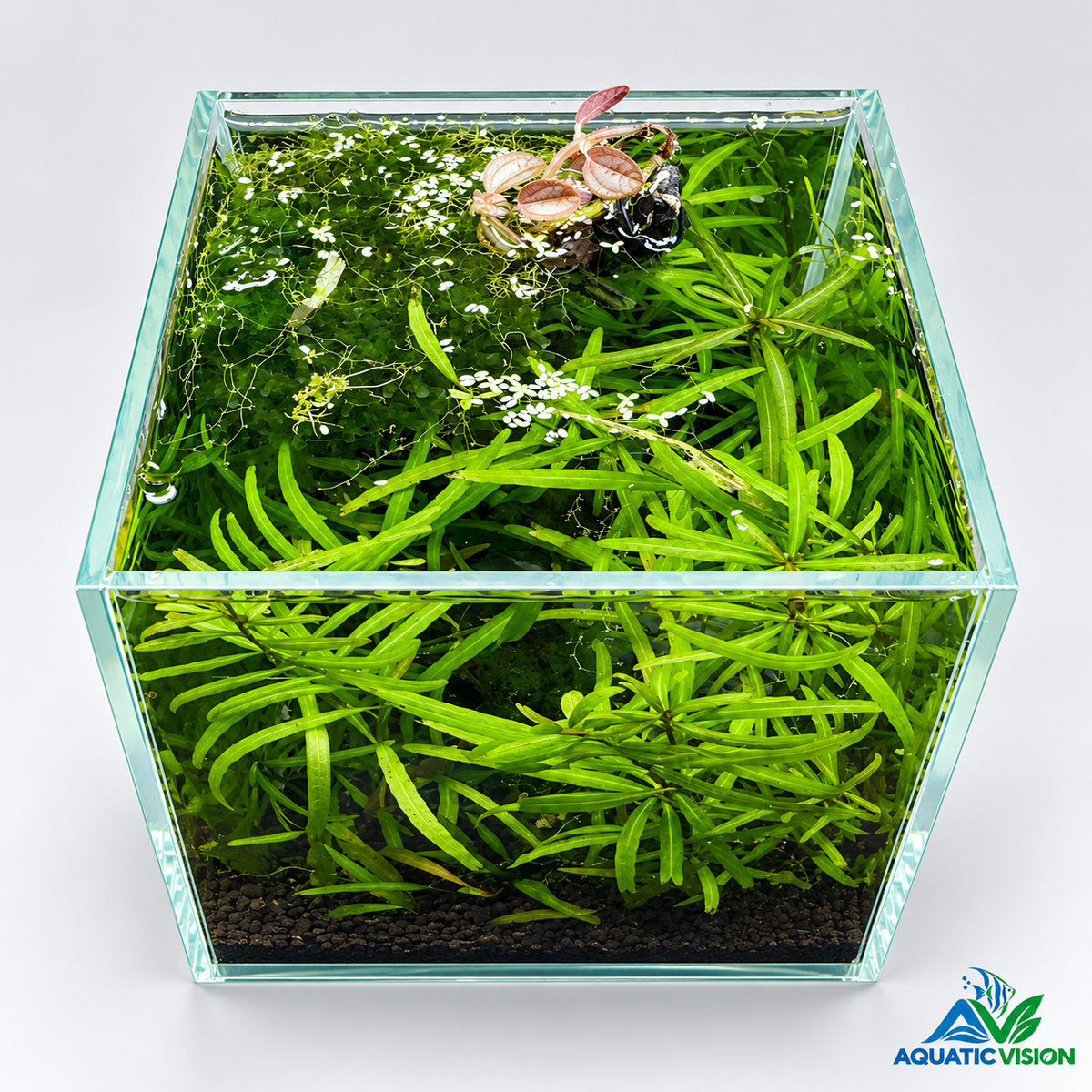 Emerald Canopy – Mini Planted Aquascape (15 × 15 × 20 cm)