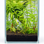Emerald Canopy – Mini Planted Aquascape (15 × 15 × 20 cm)