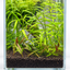 Emerald Canopy – Mini Planted Aquascape (15 × 15 × 20 cm)