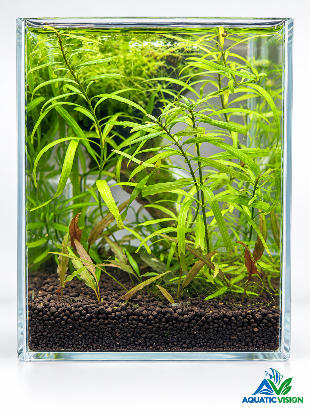 Emerald Canopy – Mini Planted Aquascape (15 × 15 × 20 cm)