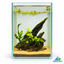 Emerald Root — Mini Planted Aquascape (15 × 15 × 20 cm)