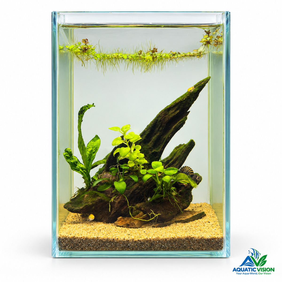 Emerald Root — Mini Planted Aquascape (15 × 15 × 20 cm)