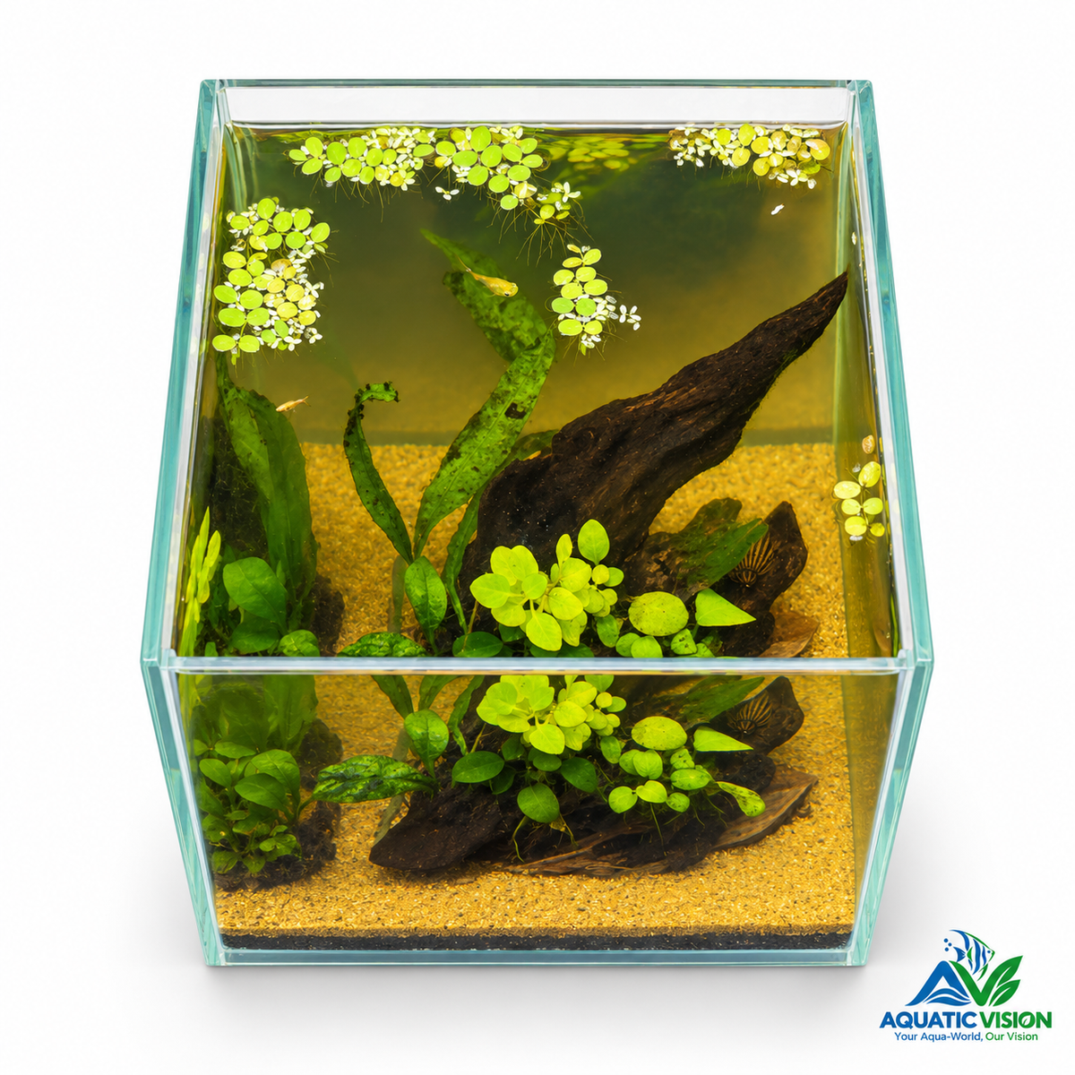 Emerald Root — Mini Planted Aquascape (15 × 15 × 20 cm)