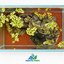 Emerald Cliff – Natural Nano Aquascape (26 × 17 × 20 cm)