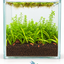 Lush Green Oasis – Planted Nano Aquascape(14x14x15)
