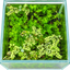 Lush Green Oasis – Planted Nano Aquascape(14x14x15)