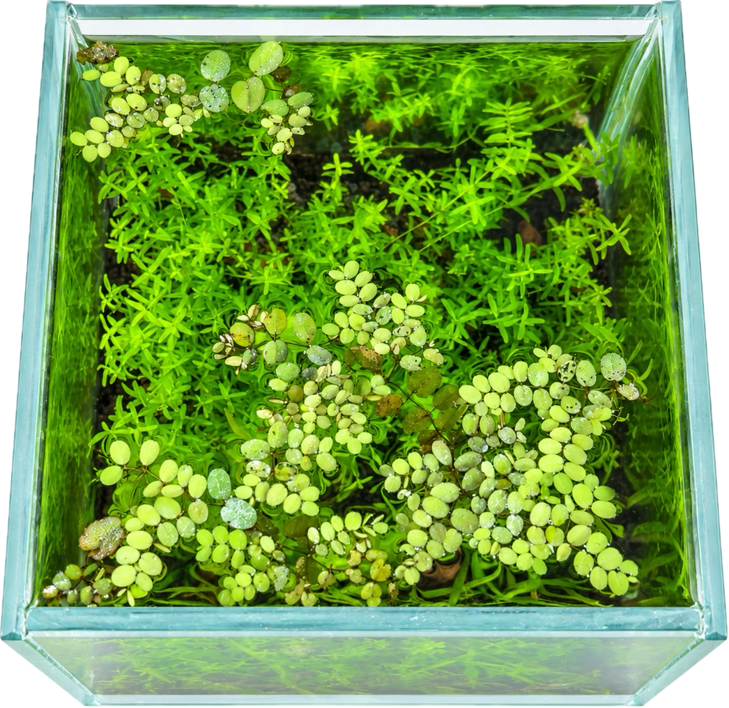 Lush Green Oasis – Planted Nano Aquascape(14x14x15)