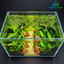 Emerald Garden Path – Premium Planted Aquascape Aquarium
