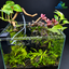 Emerald Canopy – Premium Driftwood Planted Nano Aquarium