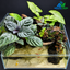 Silver Canopy – Premium Tropical Paludarium Aquarium