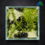Emerald Lava Grove – Premium Mini Planted Aquarium