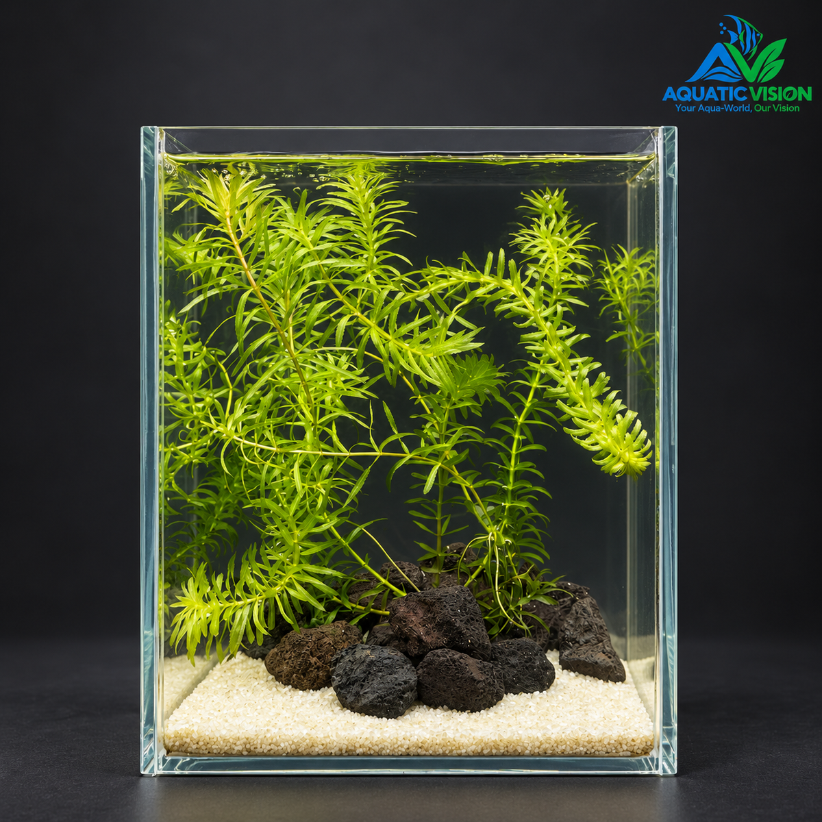 Emerald Lava Grove – Premium Mini Planted Aquarium