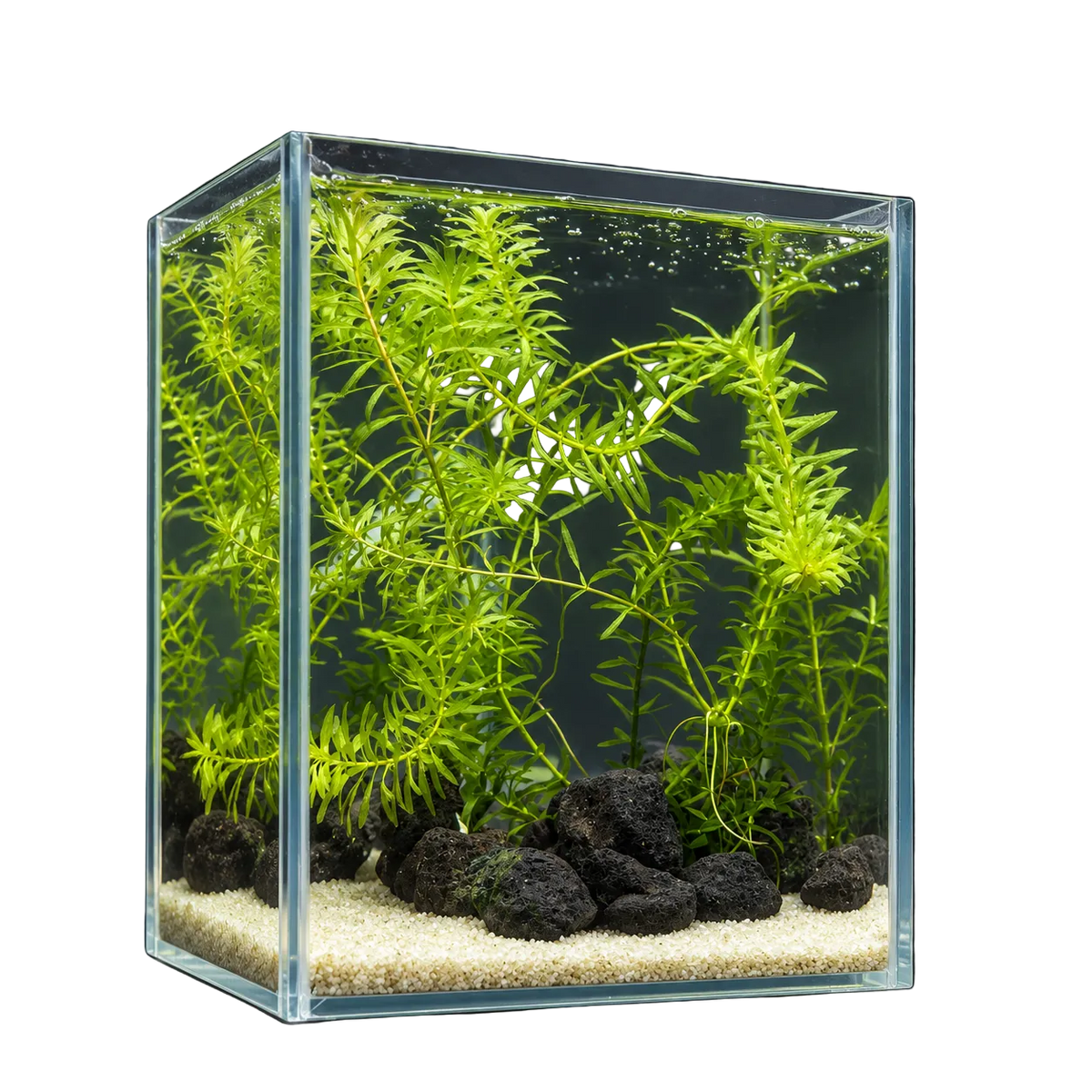 Emerald Lava Grove – Premium Mini Planted Aquarium