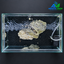 Midnight Stone Peaks – Premium Minimalist Aquascape Aquarium