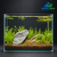 Emerald Stone Meadow – Premium Mini Planted Aquascape Aquarium