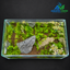 Emerald Stone Meadow – Premium Mini Planted Aquascape Aquarium