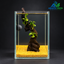 Golden Root Bonsai – Premium Mini Planted Aquascape Aquarium