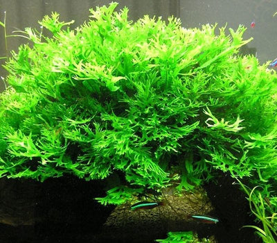 Microsorum Windelov Pot Plant