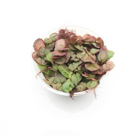 PHYLLANTHUS FLUITANS RED FLOATING PLANT