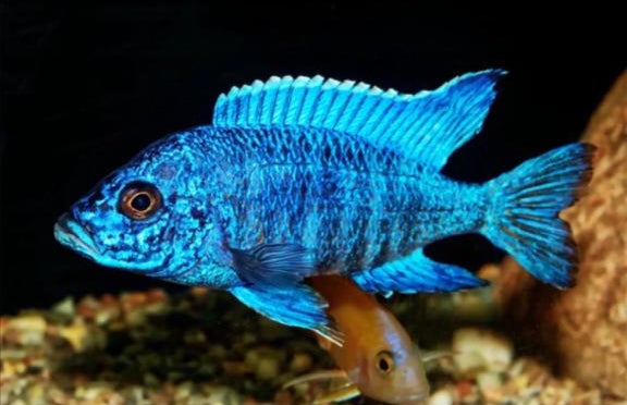 MALAWI CICHLID MIX 6-8cm