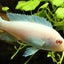 Malawi Cichlid Mix 7-8cm