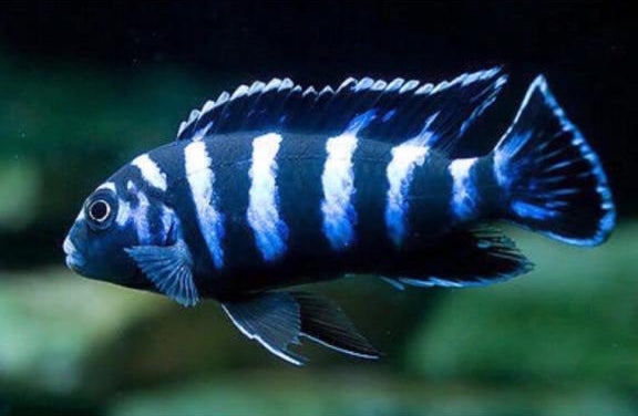 MALAWI CICHLID MIX 6-8cm
