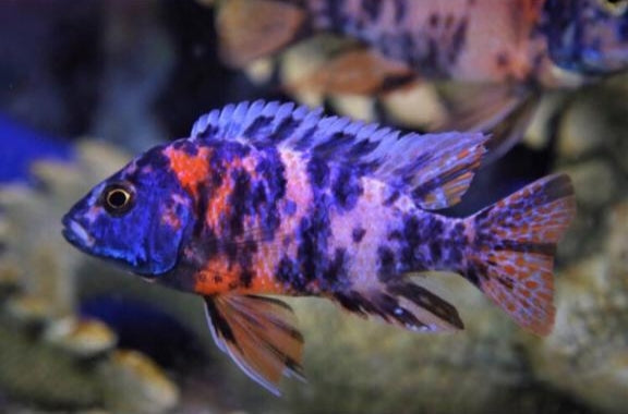 MALAWI CICHLID MIX 6-8cm