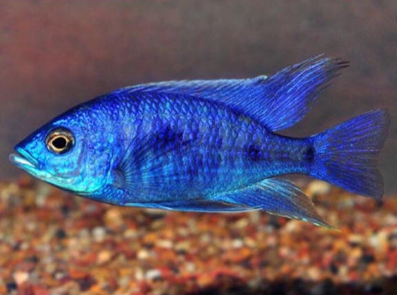 MALAWI CICHLID MIX 6-8cm