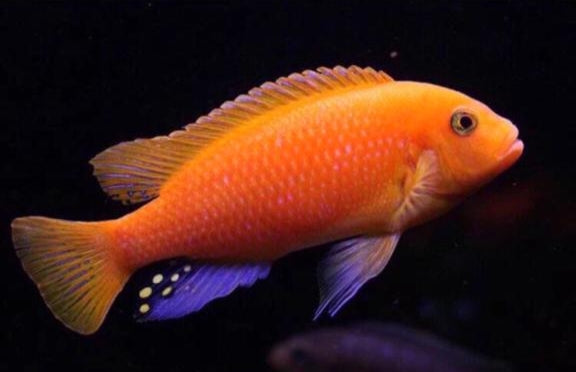 MALAWI CICHLID MIX 6-8cm