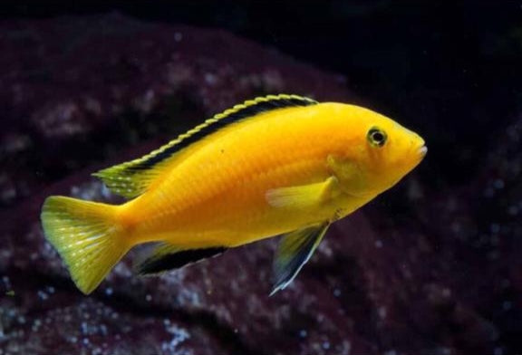 MALAWI CICHLID MIX 6-8cm