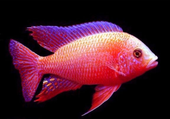 MALAWI CICHLID MIX 6-8cm