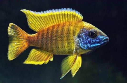 MALAWI CICHLID MIX 6-8cm