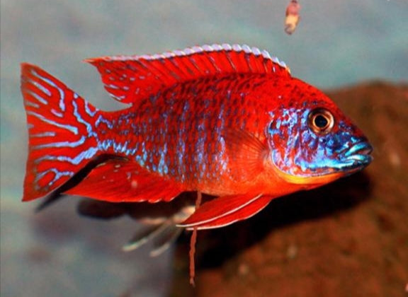 MALAWI CICHLID MIX 6-8cm