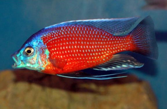 MALAWI CICHLID MIX 6-8cm